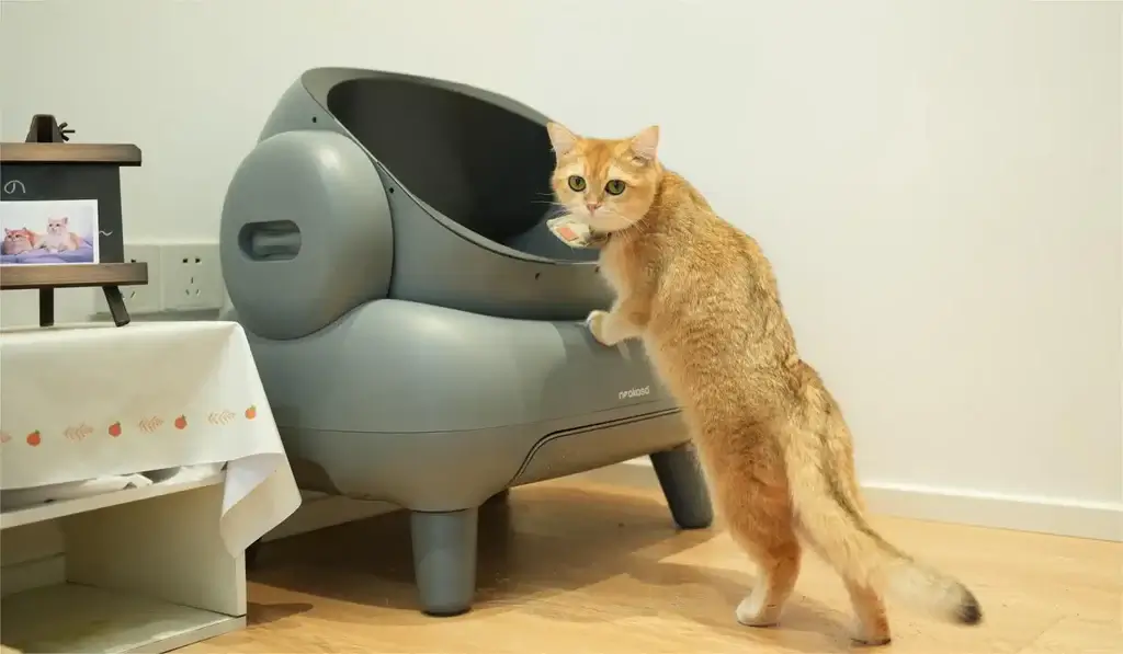 Litter Box